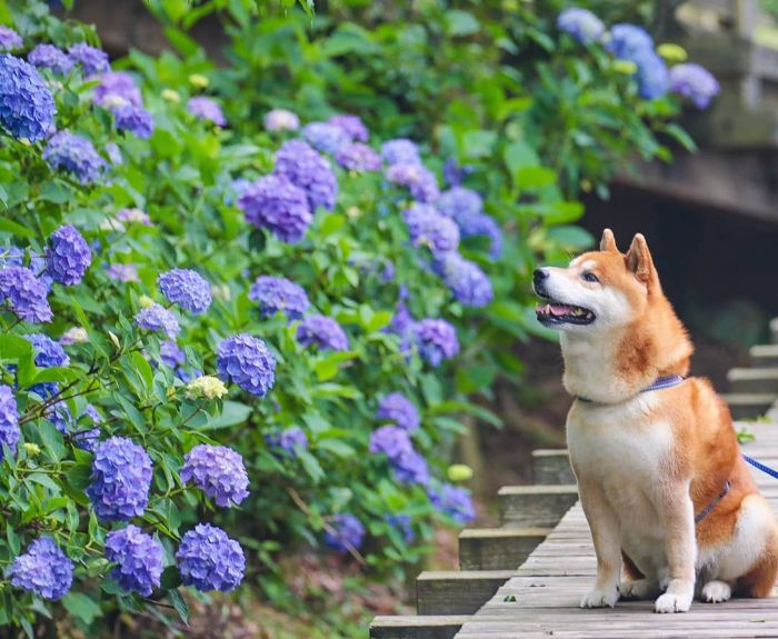 This Shiba Inu Is The Cutest Flower Boi In Japan And His 19 Pics Are Making People Happy This Shiba Inu Is The Cutest Flower Boi In Japan And His 19 Pics Are Making People Happy