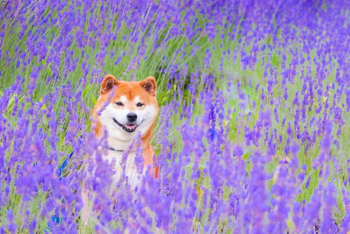 This Shiba Inu Is The Cutest Flower Boi In Japan And His 19 Pics Are Making People Happy This Shiba Inu Is The Cutest Flower Boi In Japan And His 19 Pics Are Making People Happy