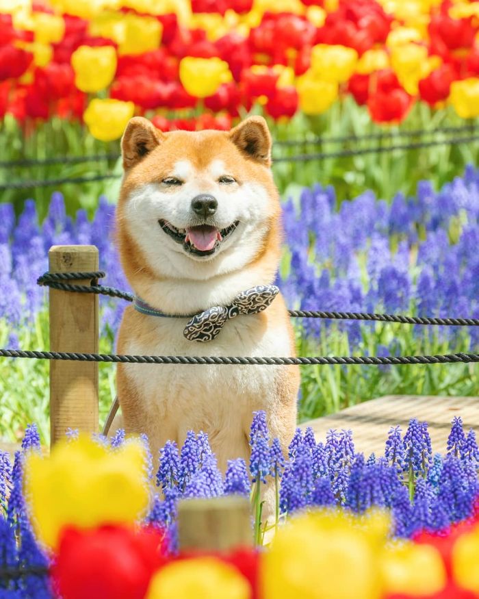 This Shiba Inu Is The Cutest Flower Boi In Japan And His 19 Pics Are Making People Happy This Shiba Inu Is The Cutest Flower Boi In Japan And His 19 Pics Are Making People Happy