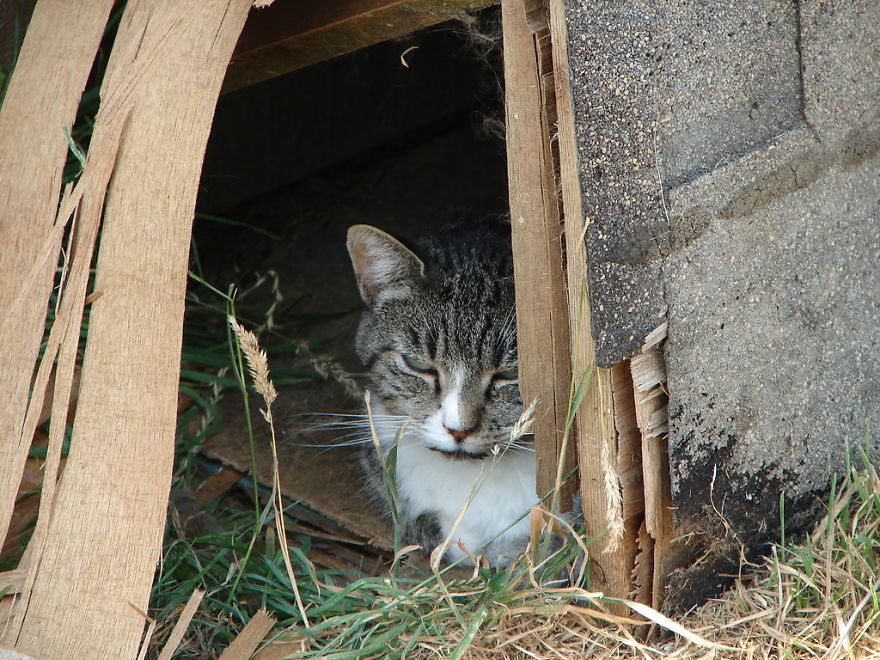 Here Are 10 Laws On Animal Protection From Different Countries That Might Help You Believe In Humanity Again