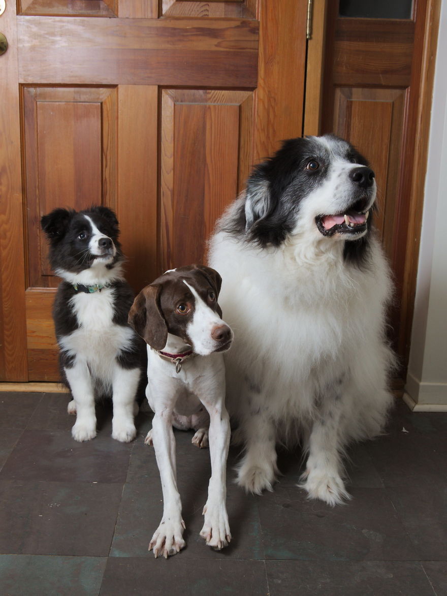 Here Are 10 Laws On Animal Protection From Different Countries That Might Help You Believe In Humanity Again