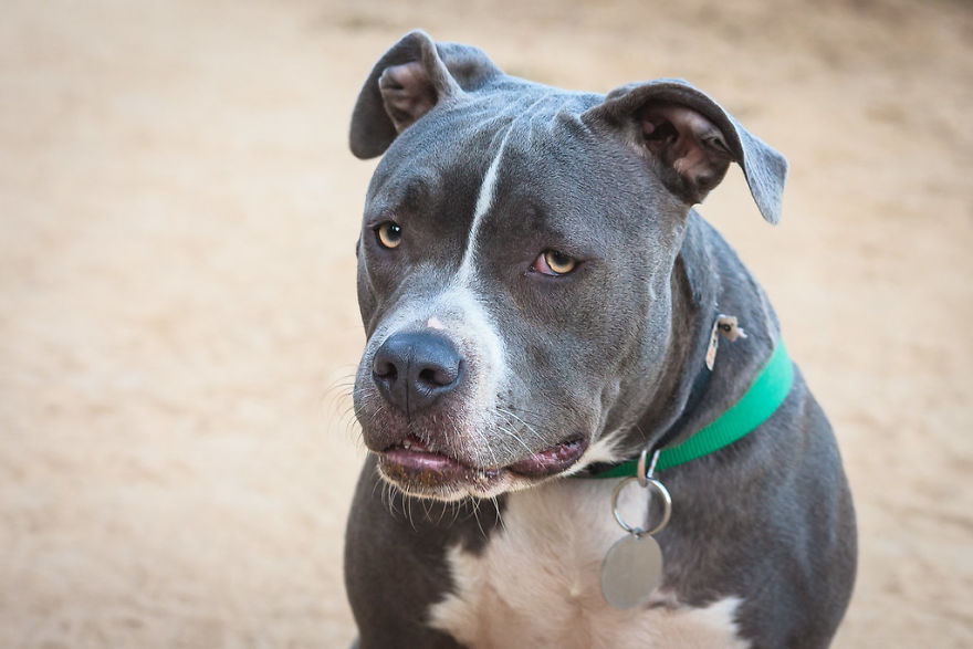 Here Are 10 Laws On Animal Protection From Different Countries That Might Help You Believe In Humanity Again