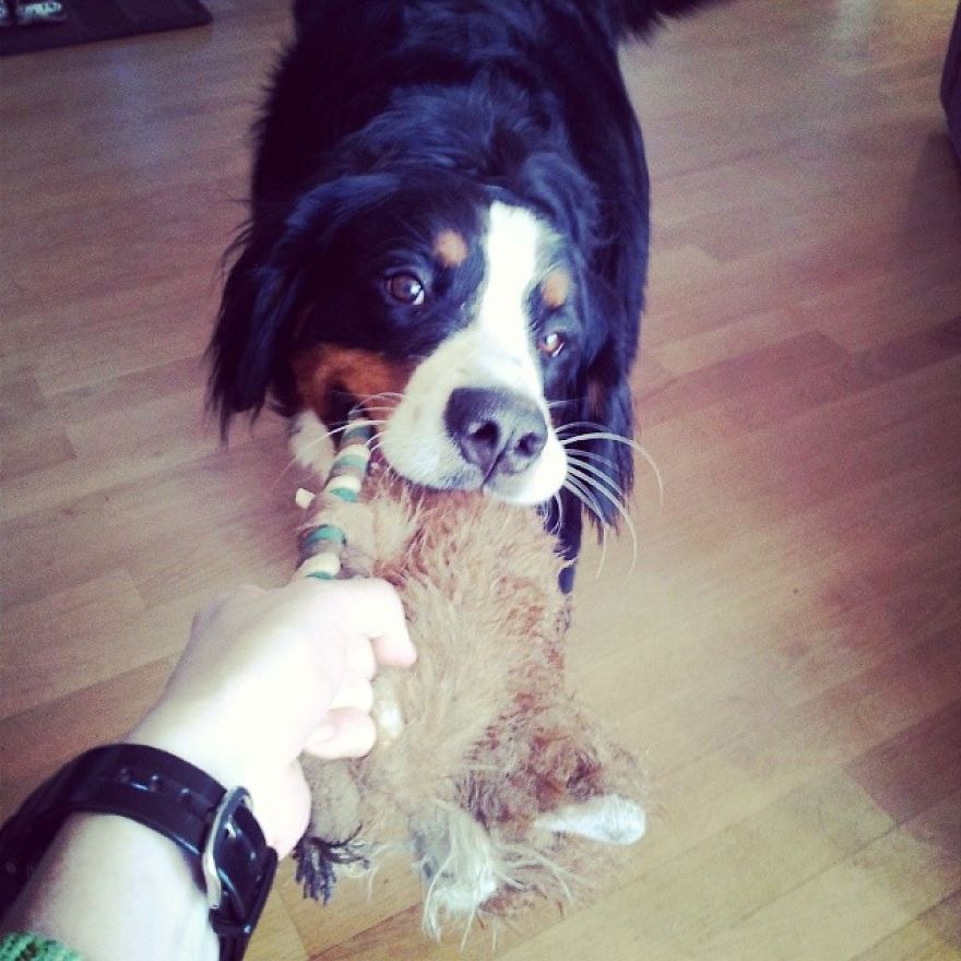 Here Are 10 Laws On Animal Protection From Different Countries That Might Help You Believe In Humanity Again