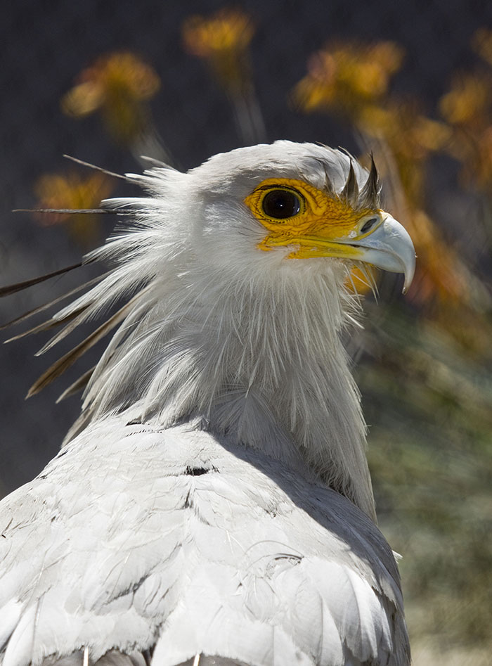 The Secretary Bird Is So Gorgeous, It Could Easily Become A Character In A Pixar Movie The Secretary Bird Is So Gorgeous, It Could Easily Become A Character In A Pixar Movie