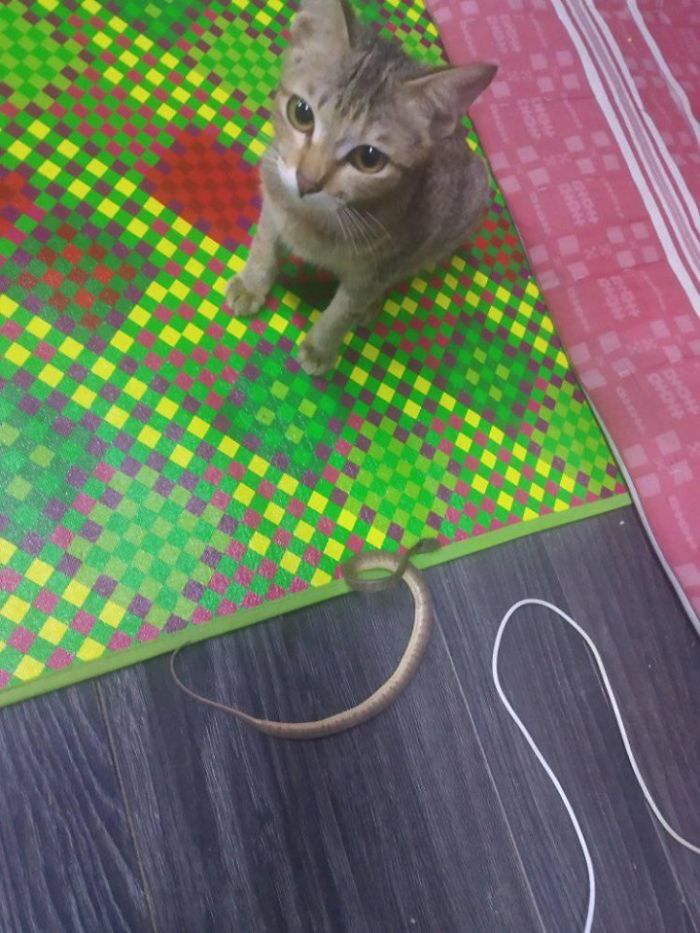 Owner Can’t Be Mad At The Cat Anymore For Destroying His Earphone Cable, As The Cat Returned With A Snake As A Replacement Owner Can’t Be Mad At The Cat Anymore For Destroying His Earphone Cable, As The Cat Returned With A Snake As A Replacement