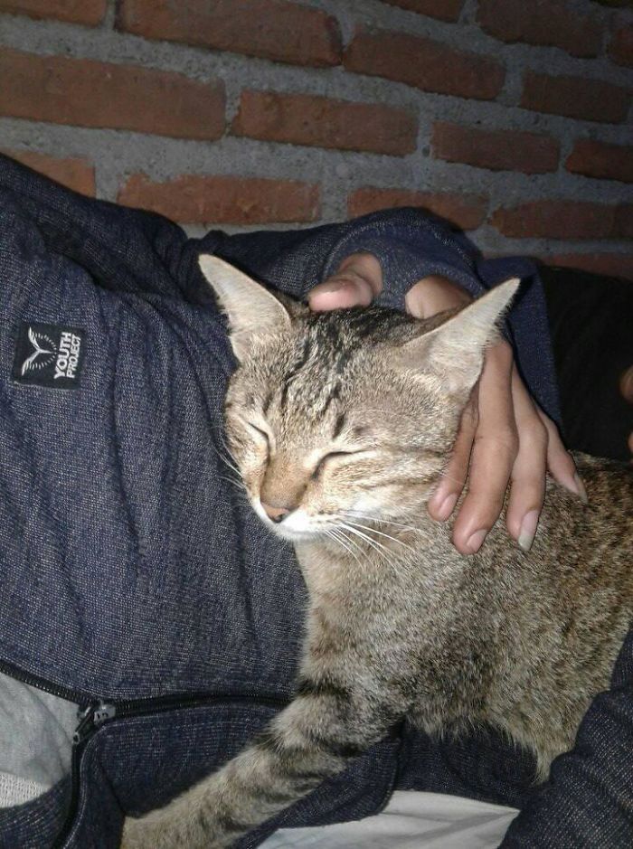 Owner Can’t Be Mad At The Cat Anymore For Destroying His Earphone Cable, As The Cat Returned With A Snake As A Replacement Owner Can’t Be Mad At The Cat Anymore For Destroying His Earphone Cable, As The Cat Returned With A Snake As A Replacement