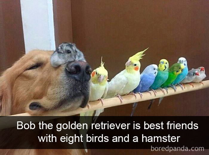 50 Times Birds Were So Funny, People Just Had To Snapchat Them 50 Times Birds Were So Funny, People Just Had To Snapchat Them