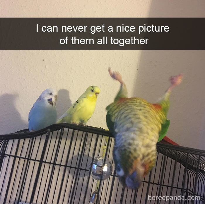 50 Times Birds Were So Funny, People Just Had To Snapchat Them 50 Times Birds Were So Funny, People Just Had To Snapchat Them