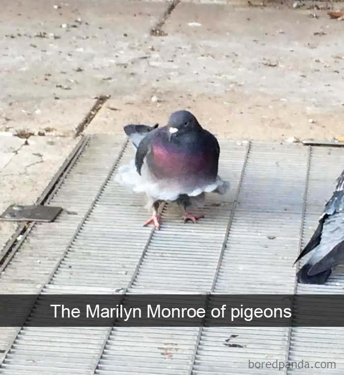50 Times Birds Were So Funny, People Just Had To Snapchat Them 50 Times Birds Were So Funny, People Just Had To Snapchat Them