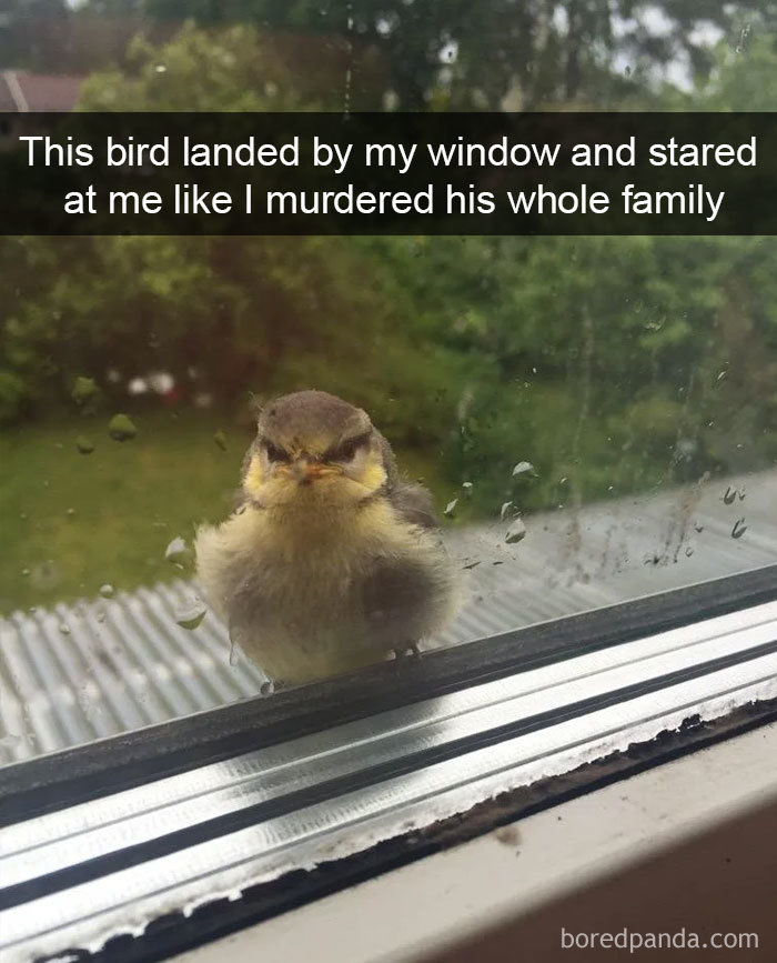 50 Times Birds Were So Funny, People Just Had To Snapchat Them 50 Times Birds Were So Funny, People Just Had To Snapchat Them