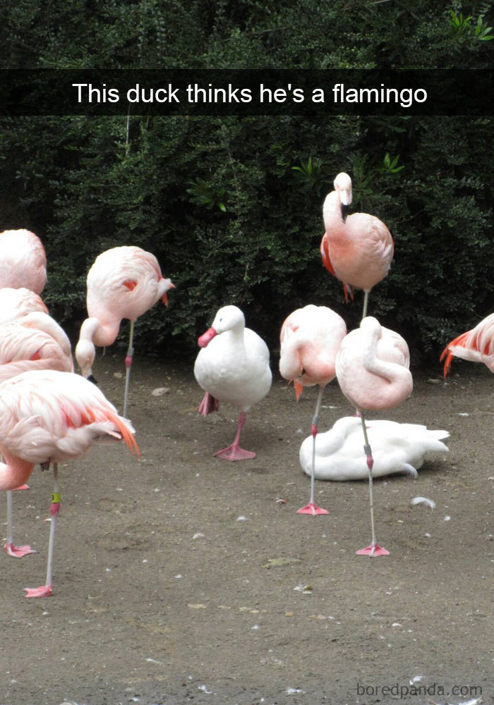 50 Times Birds Were So Funny, People Just Had To Snapchat Them 50 Times Birds Were So Funny, People Just Had To Snapchat Them