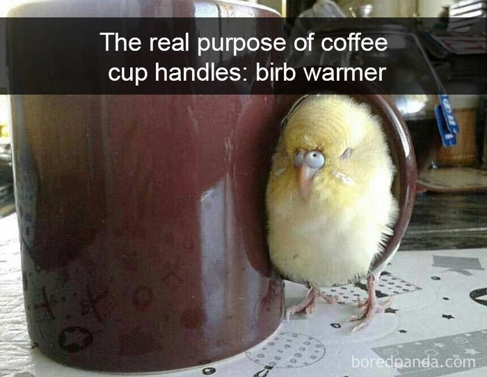 50 Times Birds Were So Funny, People Just Had To Snapchat Them 50 Times Birds Were So Funny, People Just Had To Snapchat Them