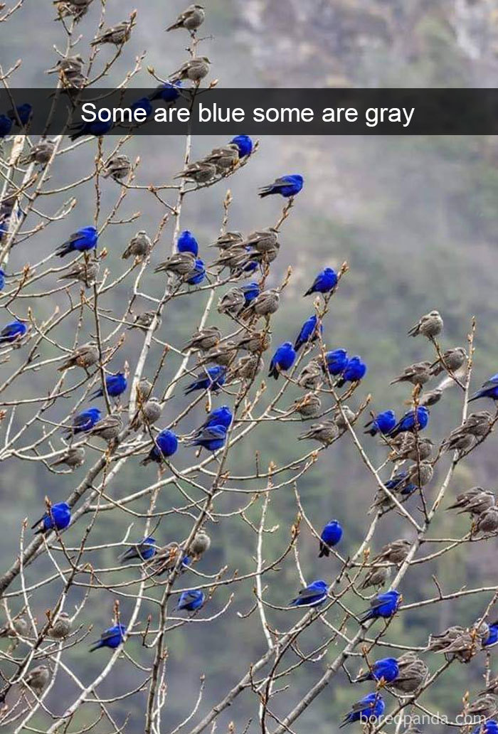 50 Times Birds Were So Funny, People Just Had To Snapchat Them 50 Times Birds Were So Funny, People Just Had To Snapchat Them