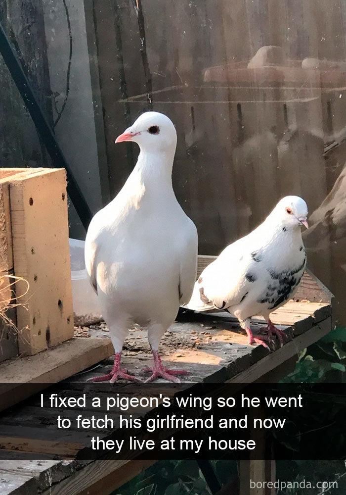 50 Times Birds Were So Funny, People Just Had To Snapchat Them 50 Times Birds Were So Funny, People Just Had To Snapchat Them
