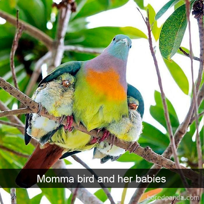 50 Times Birds Were So Funny, People Just Had To Snapchat Them 50 Times Birds Were So Funny, People Just Had To Snapchat Them