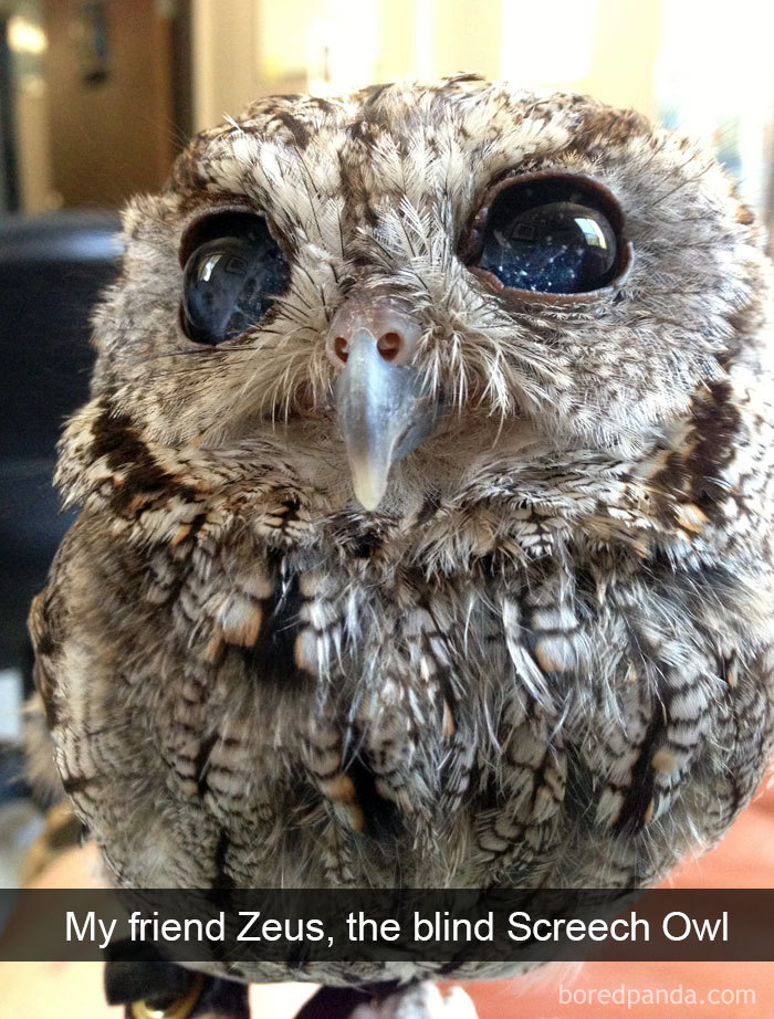 50 Times Birds Were So Funny, People Just Had To Snapchat Them 50 Times Birds Were So Funny, People Just Had To Snapchat Them