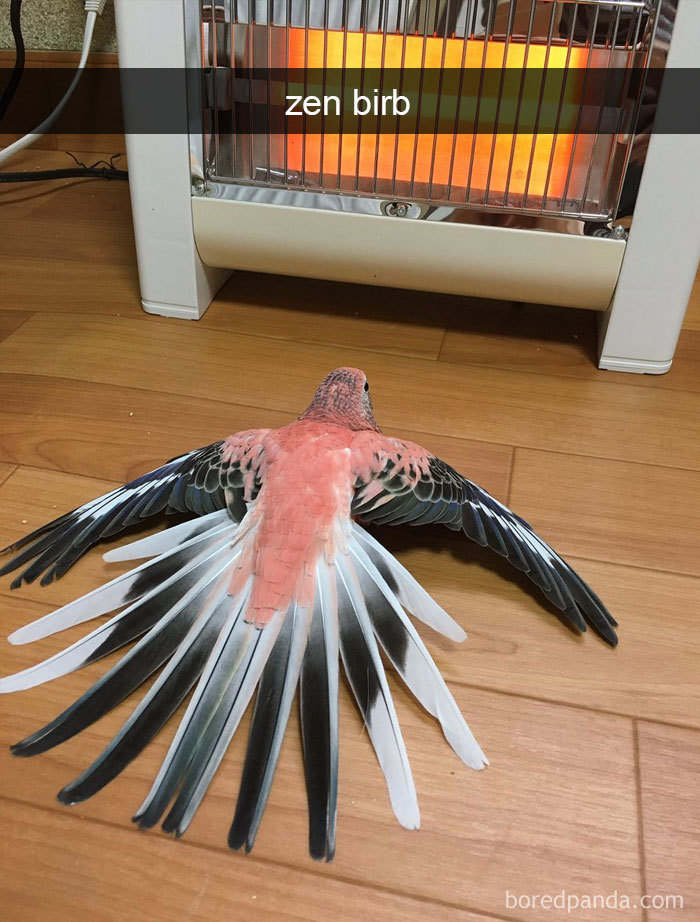 50 Times Birds Were So Funny, People Just Had To Snapchat Them 50 Times Birds Were So Funny, People Just Had To Snapchat Them