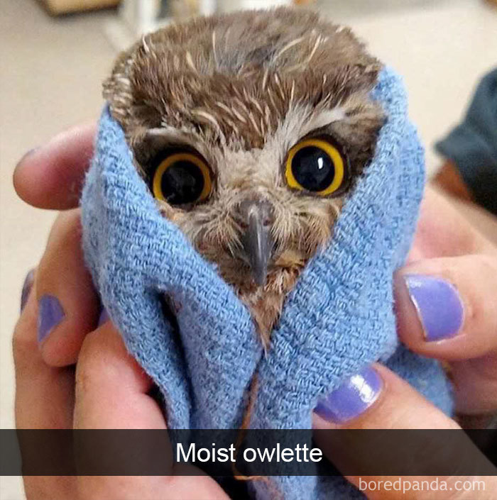 50 Times Birds Were So Funny, People Just Had To Snapchat Them 50 Times Birds Were So Funny, People Just Had To Snapchat Them