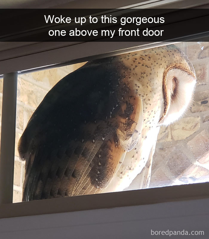 50 Times Birds Were So Funny, People Just Had To Snapchat Them 50 Times Birds Were So Funny, People Just Had To Snapchat Them