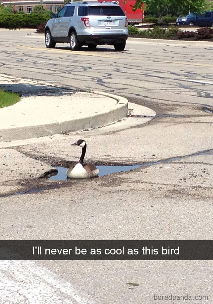 50 Times Birds Were So Funny, People Just Had To Snapchat Them 50 Times Birds Were So Funny, People Just Had To Snapchat Them