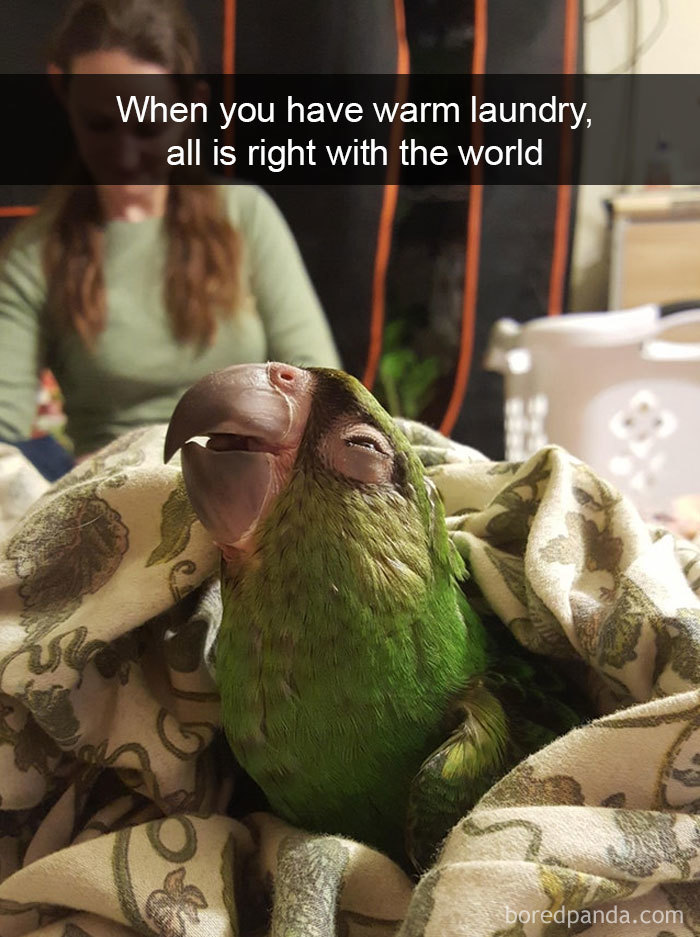50 Times Birds Were So Funny, People Just Had To Snapchat Them 50 Times Birds Were So Funny, People Just Had To Snapchat Them