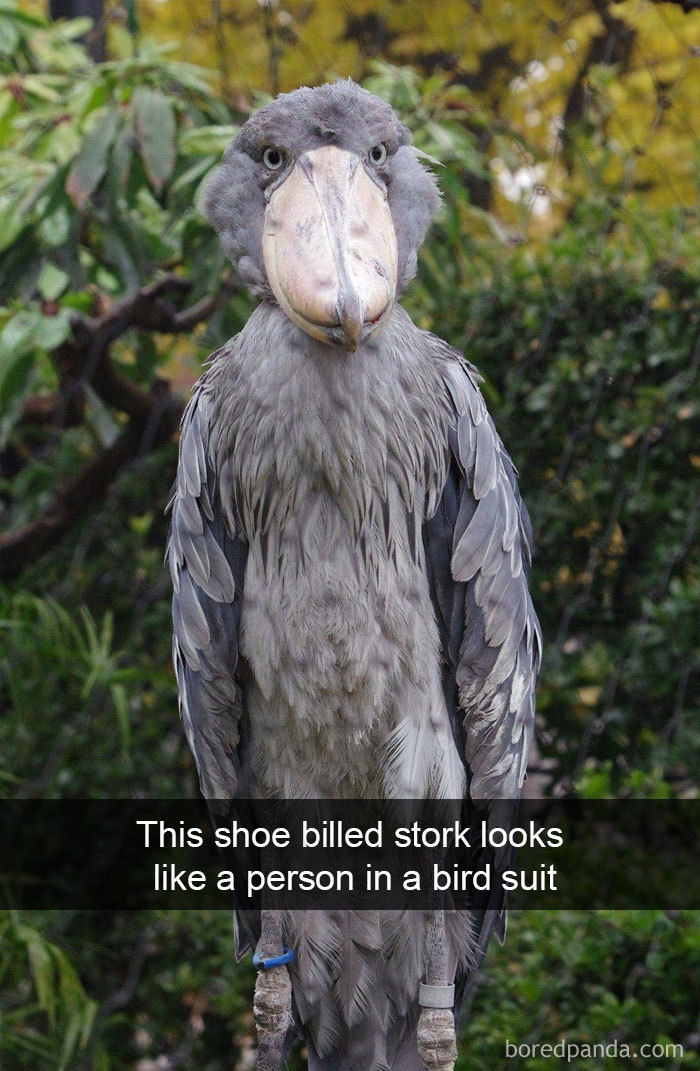 50 Times Birds Were So Funny, People Just Had To Snapchat Them 50 Times Birds Were So Funny, People Just Had To Snapchat Them