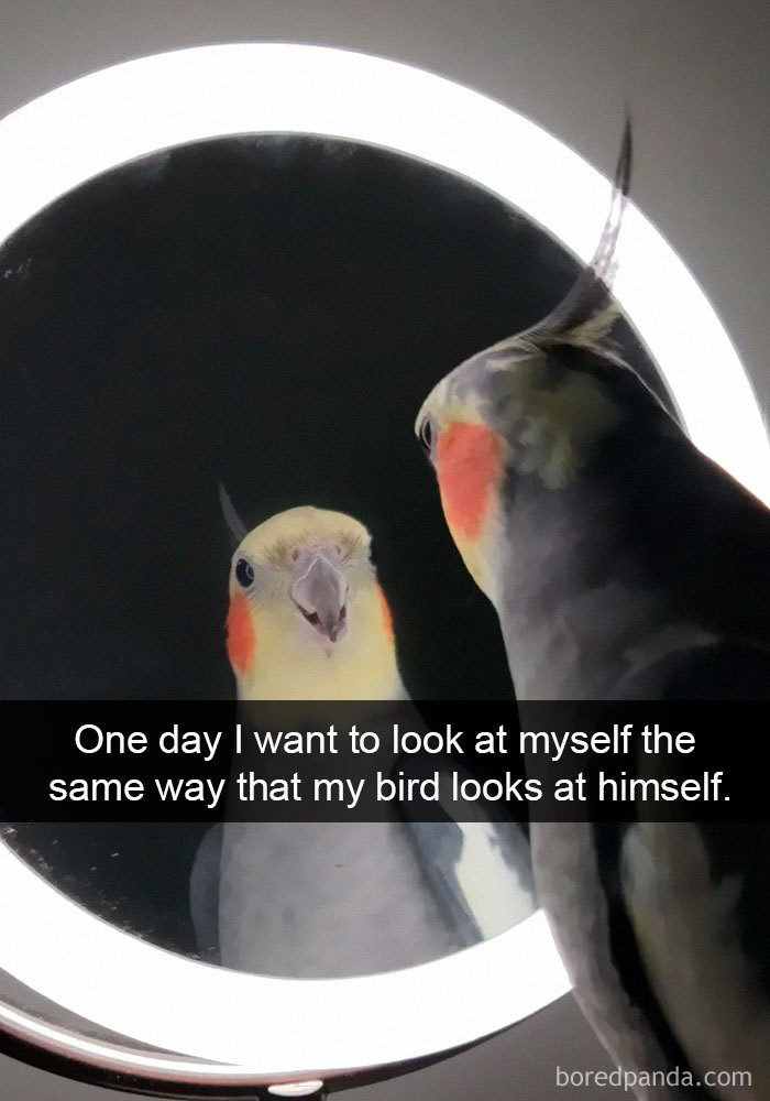 50 Times Birds Were So Funny, People Just Had To Snapchat Them 50 Times Birds Were So Funny, People Just Had To Snapchat Them