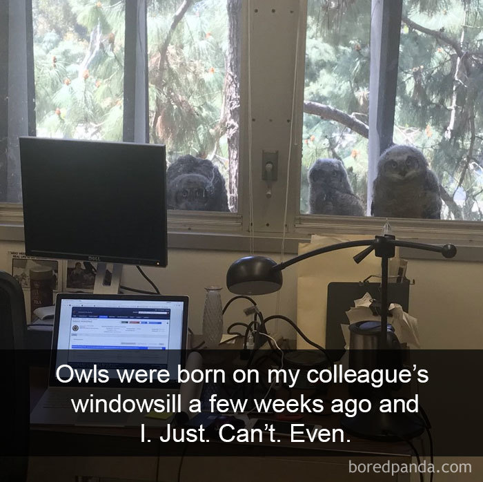 50 Times Birds Were So Funny, People Just Had To Snapchat Them 50 Times Birds Were So Funny, People Just Had To Snapchat Them