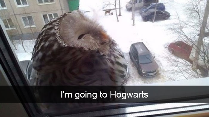 50 Times Birds Were So Funny, People Just Had To Snapchat Them 50 Times Birds Were So Funny, People Just Had To Snapchat Them