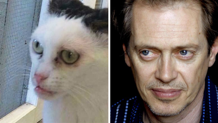 Woman Adopts Cat That Has Been Living In A Shelter Since It Was 2 Days Old, Realizes It Looks Like Steve Buscemi Woman Adopts Cat That Has Been Living In A Shelter Since It Was 2 Days Old, Realizes It Looks Like Steve Buscemi