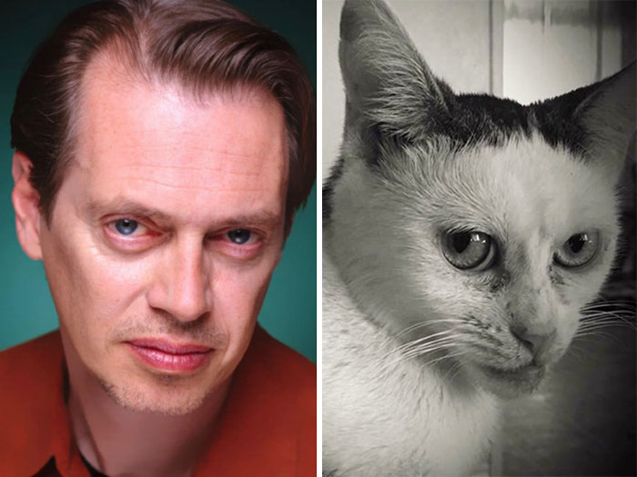 Woman Adopts Cat That Has Been Living In A Shelter Since It Was 2 Days Old, Realizes It Looks Like Steve Buscemi Woman Adopts Cat That Has Been Living In A Shelter Since It Was 2 Days Old, Realizes It Looks Like Steve Buscemi