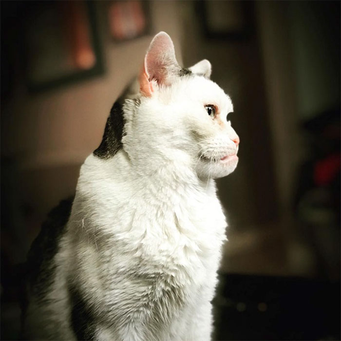 Woman Adopts Cat That Has Been Living In A Shelter Since It Was 2 Days Old, Realizes It Looks Like Steve Buscemi Woman Adopts Cat That Has Been Living In A Shelter Since It Was 2 Days Old, Realizes It Looks Like Steve Buscemi