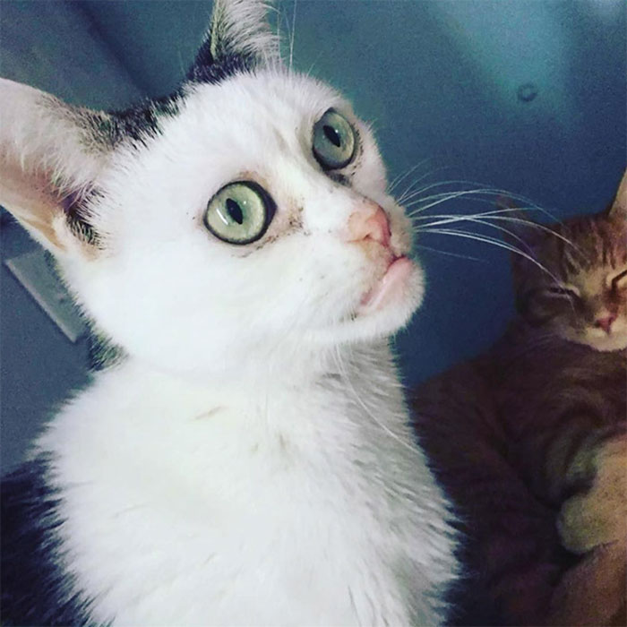 Woman Adopts Cat That Has Been Living In A Shelter Since It Was 2 Days Old, Realizes It Looks Like Steve Buscemi Woman Adopts Cat That Has Been Living In A Shelter Since It Was 2 Days Old, Realizes It Looks Like Steve Buscemi