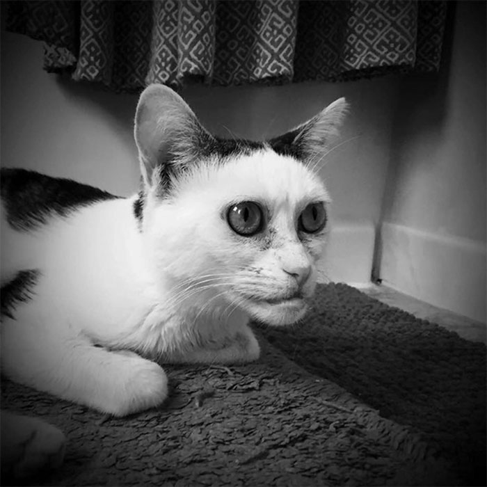 Woman Adopts Cat That Has Been Living In A Shelter Since It Was 2 Days Old, Realizes It Looks Like Steve Buscemi Woman Adopts Cat That Has Been Living In A Shelter Since It Was 2 Days Old, Realizes It Looks Like Steve Buscemi