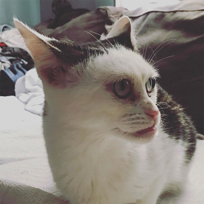 Woman Adopts Cat That Has Been Living In A Shelter Since It Was 2 Days Old, Realizes It Looks Like Steve Buscemi Woman Adopts Cat That Has Been Living In A Shelter Since It Was 2 Days Old, Realizes It Looks Like Steve Buscemi