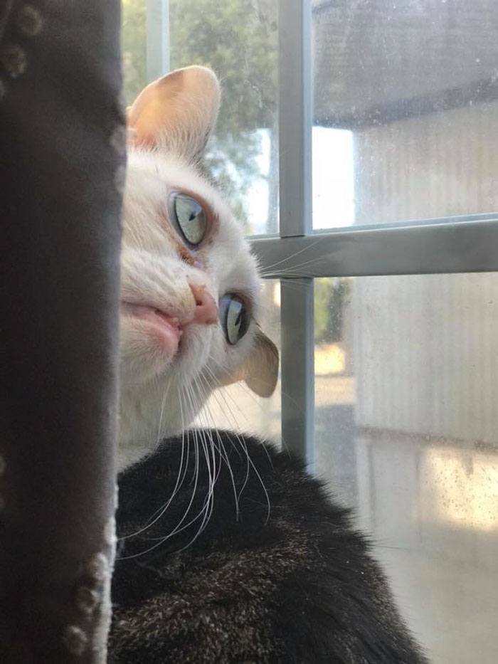Woman Adopts Cat That Has Been Living In A Shelter Since It Was 2 Days Old, Realizes It Looks Like Steve Buscemi Woman Adopts Cat That Has Been Living In A Shelter Since It Was 2 Days Old, Realizes It Looks Like Steve Buscemi