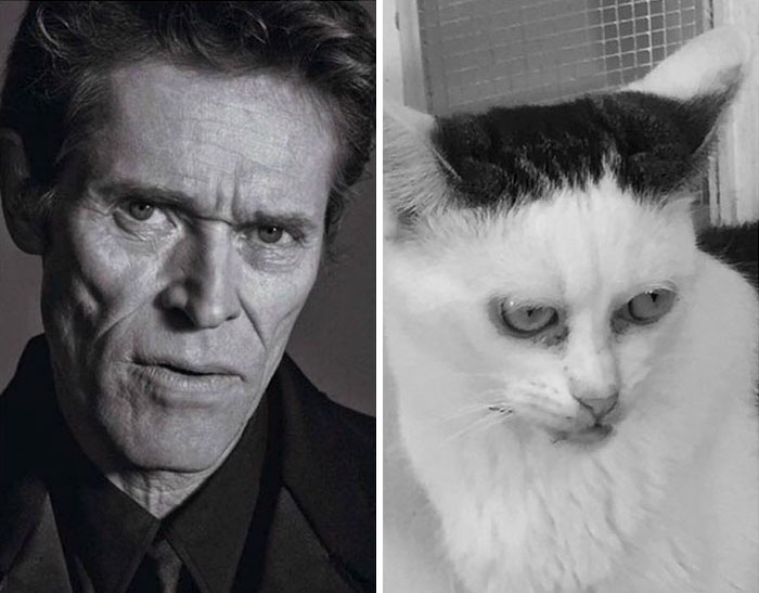 Woman Adopts Cat That Has Been Living In A Shelter Since It Was 2 Days Old, Realizes It Looks Like Steve Buscemi Woman Adopts Cat That Has Been Living In A Shelter Since It Was 2 Days Old, Realizes It Looks Like Steve Buscemi