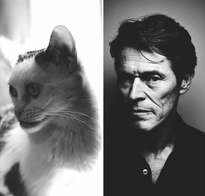 Woman Adopts Cat That Has Been Living In A Shelter Since It Was 2 Days Old, Realizes It Looks Like Steve Buscemi Woman Adopts Cat That Has Been Living In A Shelter Since It Was 2 Days Old, Realizes It Looks Like Steve Buscemi