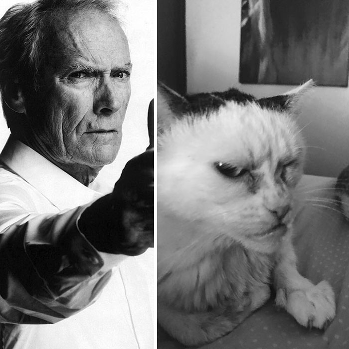 Woman Adopts Cat That Has Been Living In A Shelter Since It Was 2 Days Old, Realizes It Looks Like Steve Buscemi Woman Adopts Cat That Has Been Living In A Shelter Since It Was 2 Days Old, Realizes It Looks Like Steve Buscemi