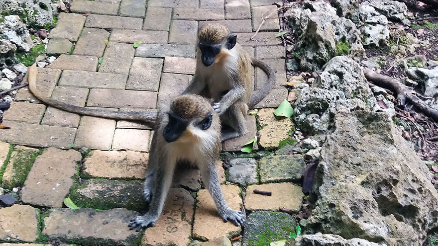 I Spent A Few Hours With The Animals At The Wildlife Reserve In Barbados I Spent A Few Hours With The Animals At The Wildlife Reserve In Barbados