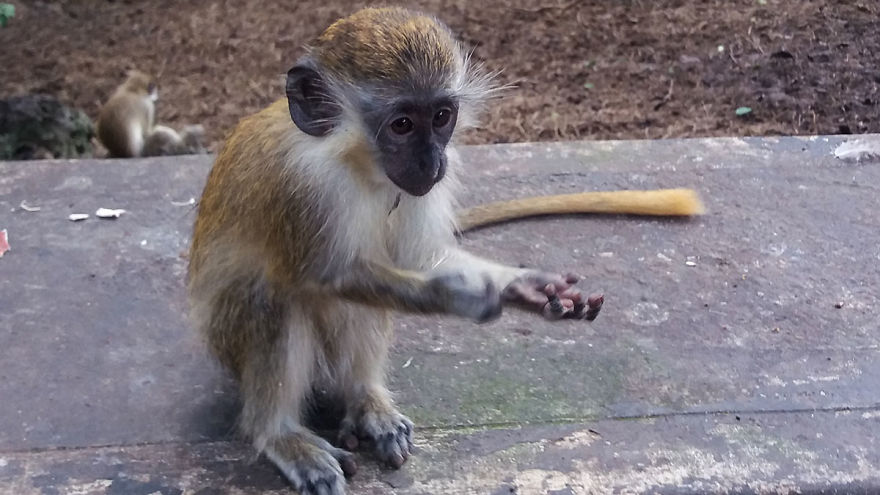 I Spent A Few Hours With The Animals At The Wildlife Reserve In Barbados I Spent A Few Hours With The Animals At The Wildlife Reserve In Barbados