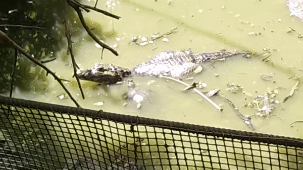 I Spent A Few Hours With The Animals At The Wildlife Reserve In Barbados I Spent A Few Hours With The Animals At The Wildlife Reserve In Barbados