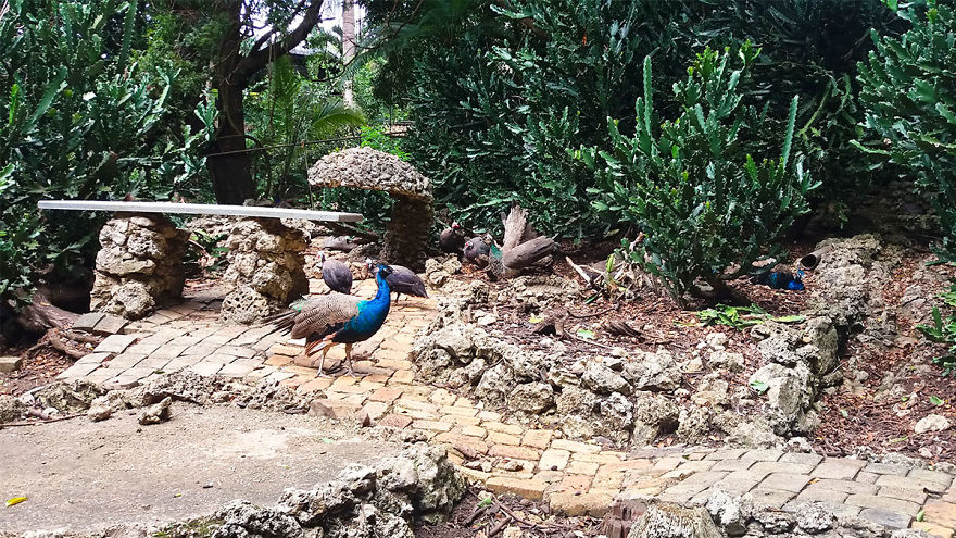 I Spent A Few Hours With The Animals At The Wildlife Reserve In Barbados I Spent A Few Hours With The Animals At The Wildlife Reserve In Barbados