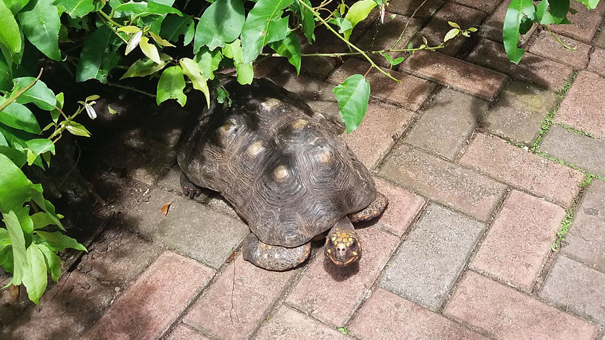 I Spent A Few Hours With The Animals At The Wildlife Reserve In Barbados I Spent A Few Hours With The Animals At The Wildlife Reserve In Barbados