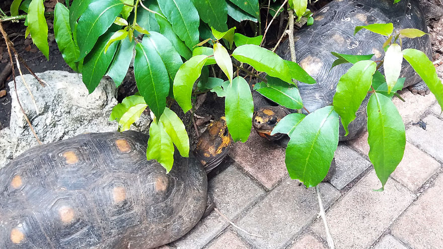 I Spent A Few Hours With The Animals At The Wildlife Reserve In Barbados I Spent A Few Hours With The Animals At The Wildlife Reserve In Barbados