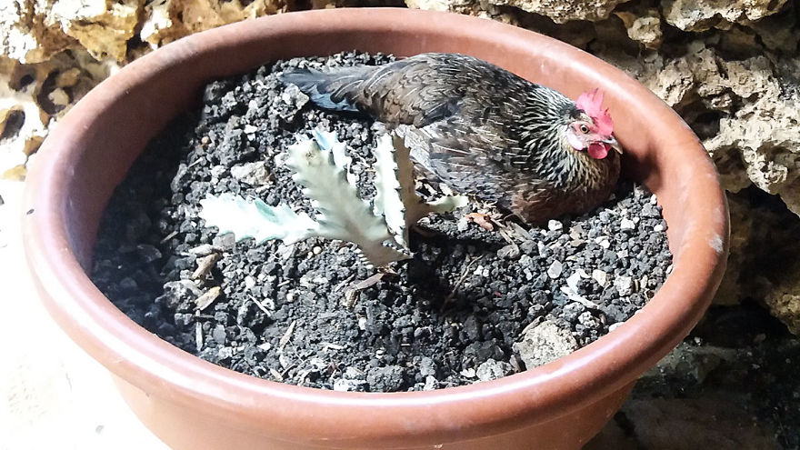 I Spent A Few Hours With The Animals At The Wildlife Reserve In Barbados I Spent A Few Hours With The Animals At The Wildlife Reserve In Barbados