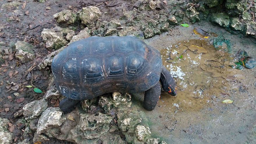 I Spent A Few Hours With The Animals At The Wildlife Reserve In Barbados I Spent A Few Hours With The Animals At The Wildlife Reserve In Barbados