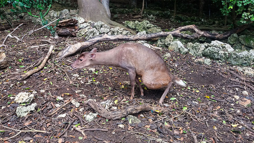 I Spent A Few Hours With The Animals At The Wildlife Reserve In Barbados I Spent A Few Hours With The Animals At The Wildlife Reserve In Barbados
