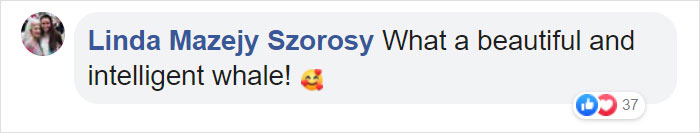 Friendly Beluga Returns Phone Woman Accidentally Dropped Into Ocean Friendly Beluga Returns Phone Woman Accidentally Dropped Into Ocean
