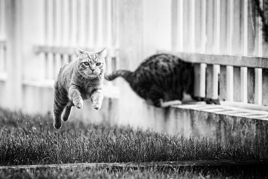 I Have Photos That Prove That My Cat Ricky Can Fly I Have Photos That Prove That My Cat Ricky Can Fly